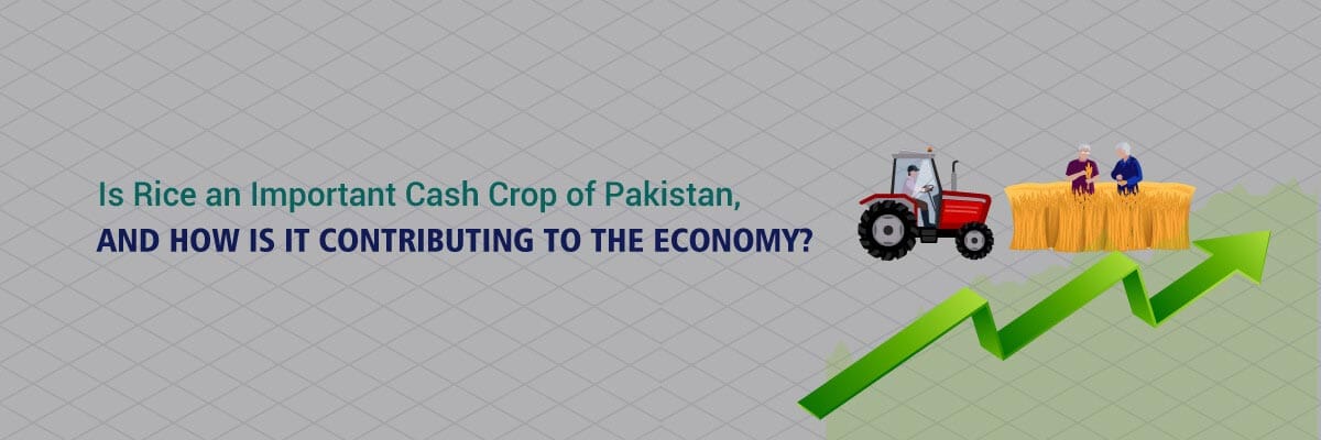 Read more about the article Is Rice an Important Cash Crop of Pakistan, and how is it contributing to the Economy?
